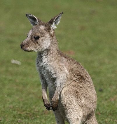 Defrost the Kangaroo