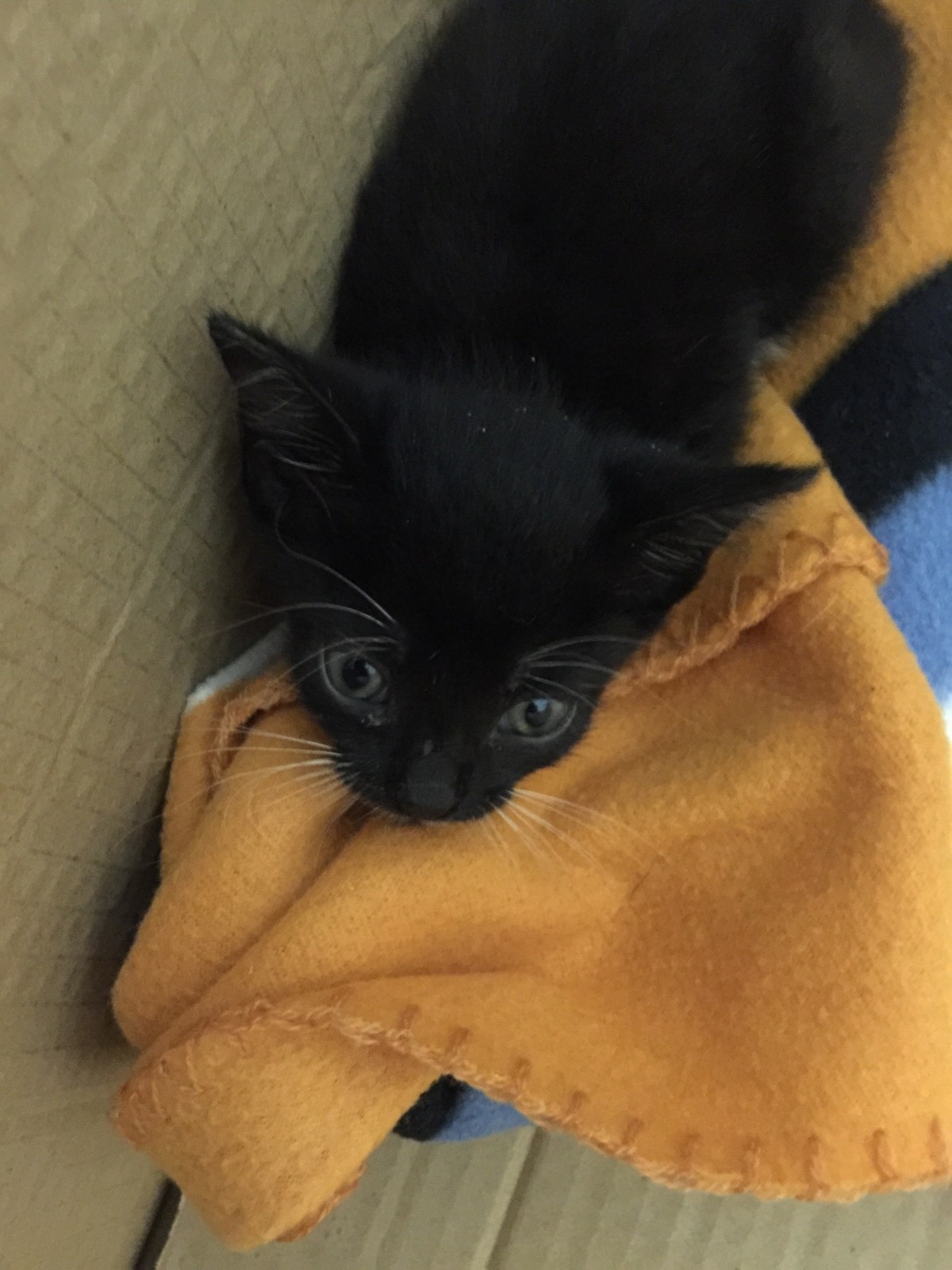 Tiny Kitten Second&nbsp;Update