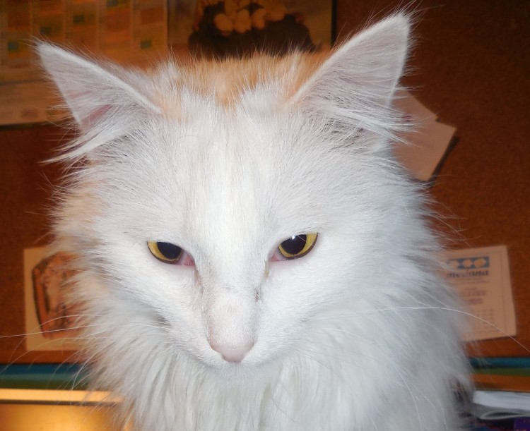 “Kattenbrigade”: A Very Special place – part&nbsp;1