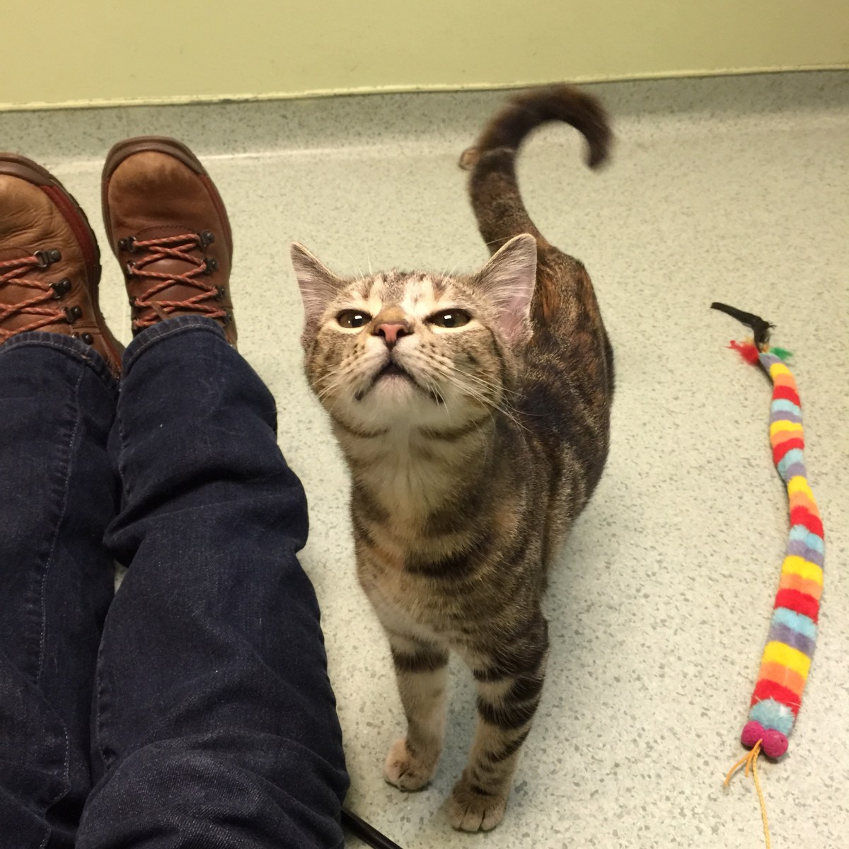 A Cat Named&nbsp;Miriam