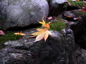 leaf on stone