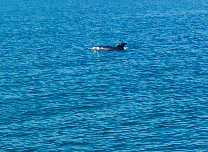 Dolphins and a Disruptive&nbsp;Digit