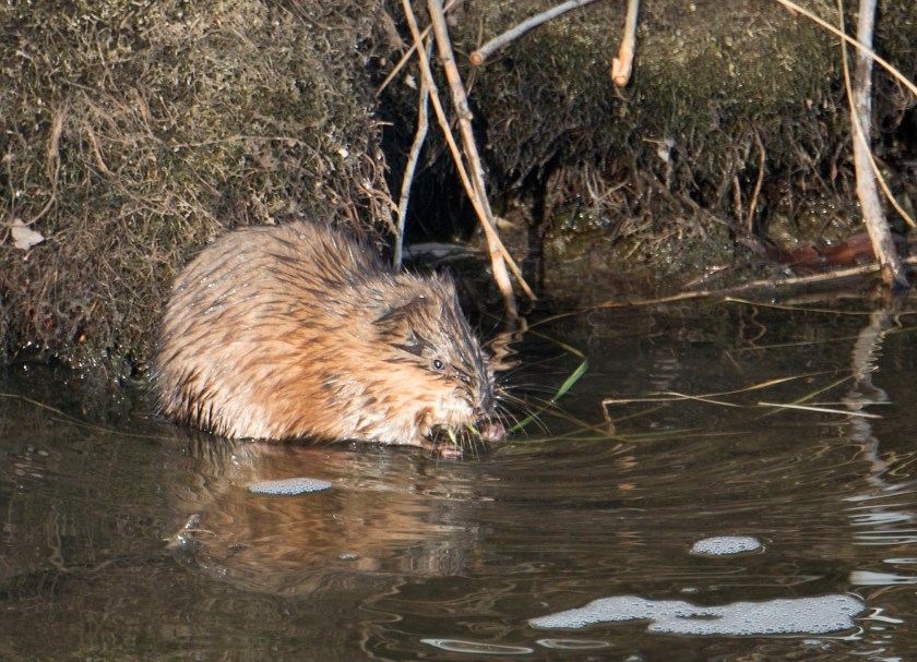 muskrat_4