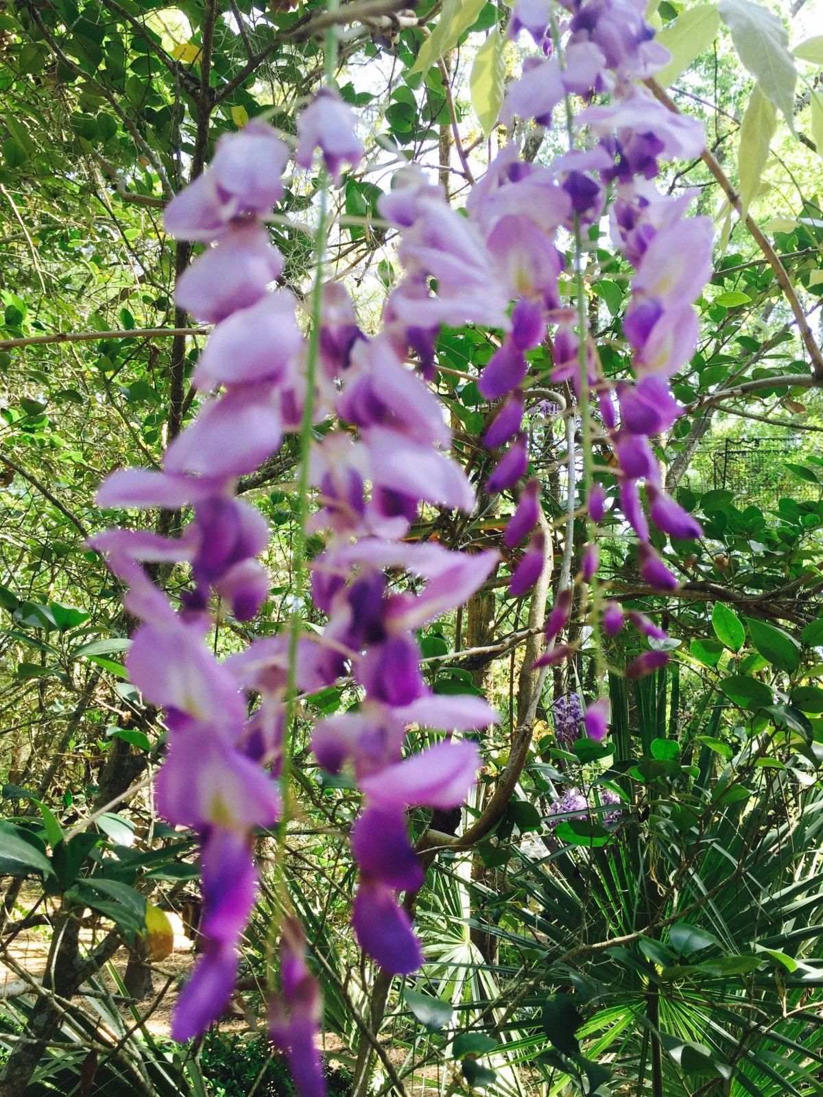 Tallahassee Museum with the&nbsp;Grandkids