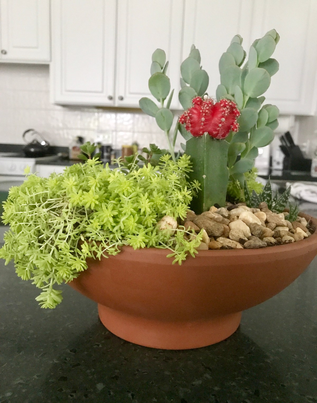 Succulent Succulents