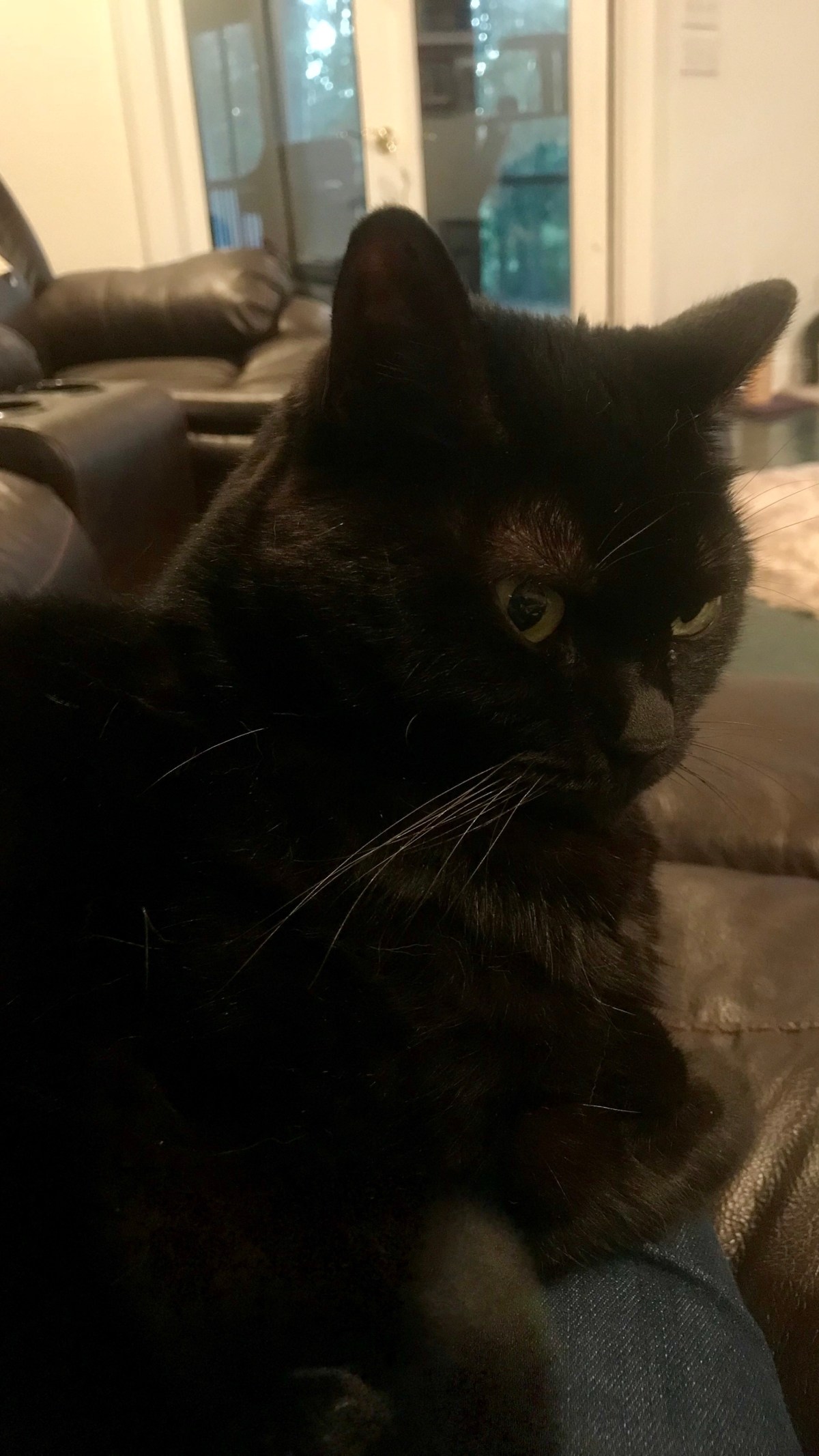 The Cat in&nbsp;Question