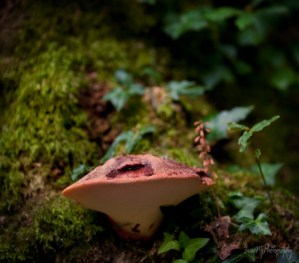 mount congreve gardens