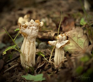 mount congreve gardens