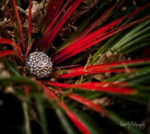 mount congreve gardens