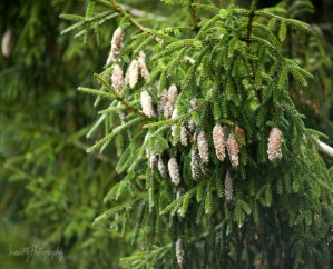 mount congreve gardens