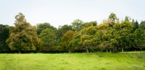 mount congreve gardens