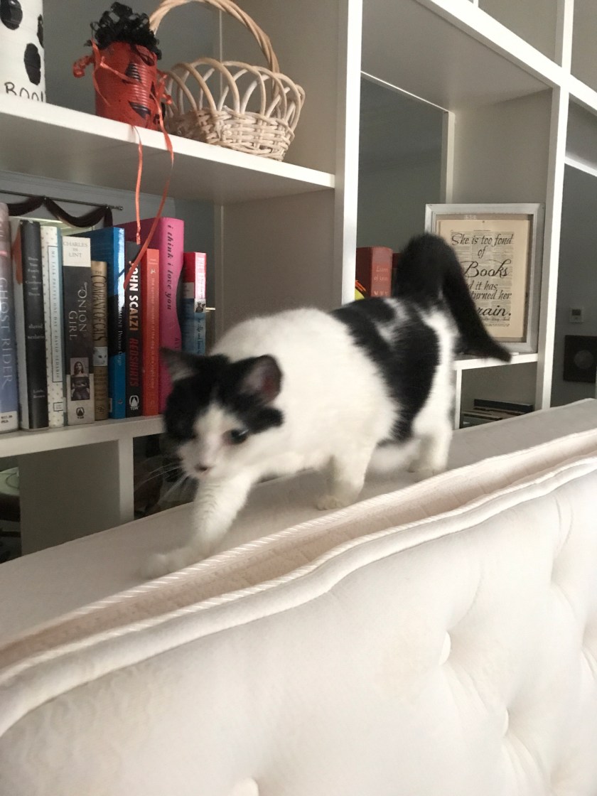 An older photo of the cat in question.