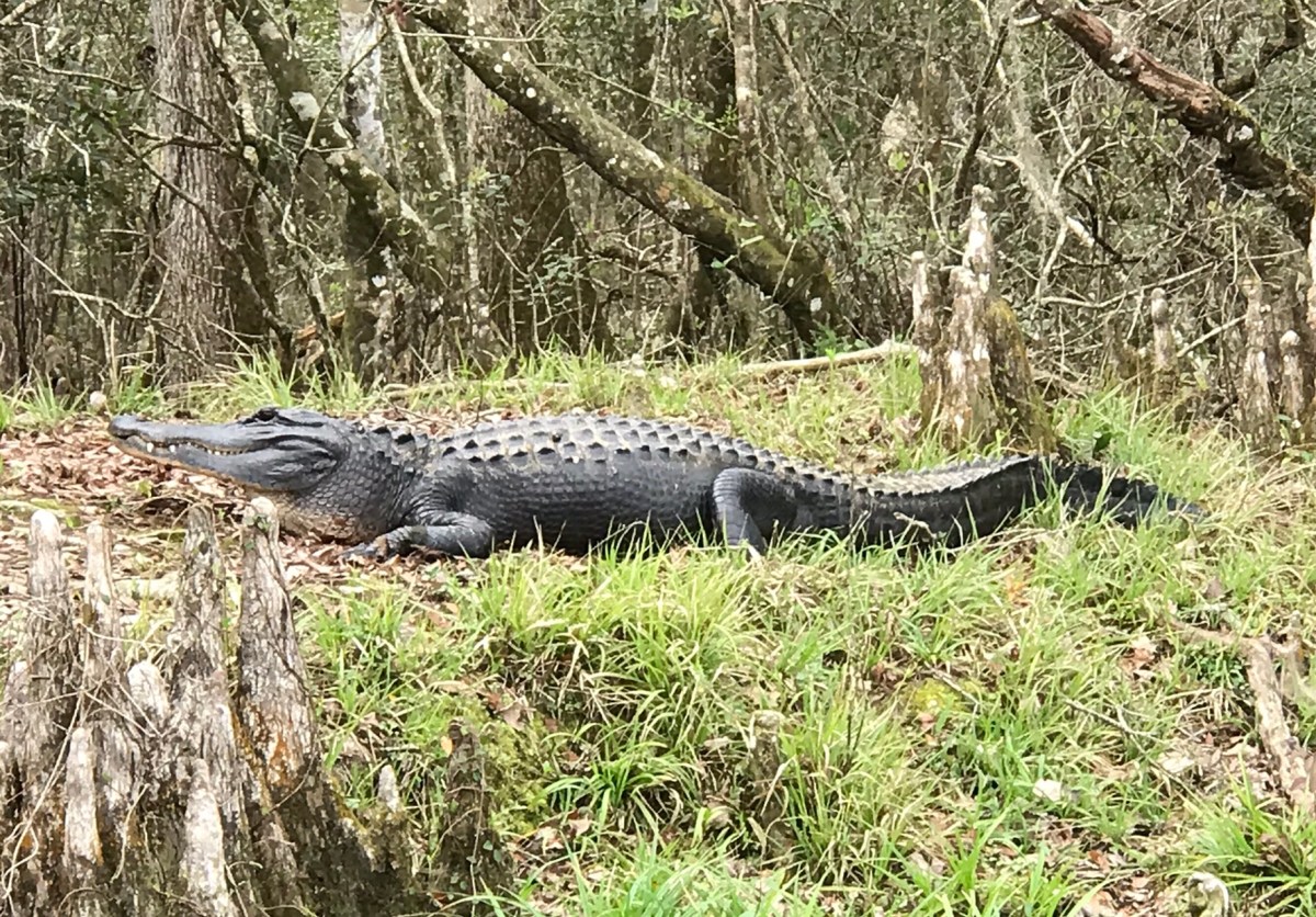 Wakulla Springs Ride