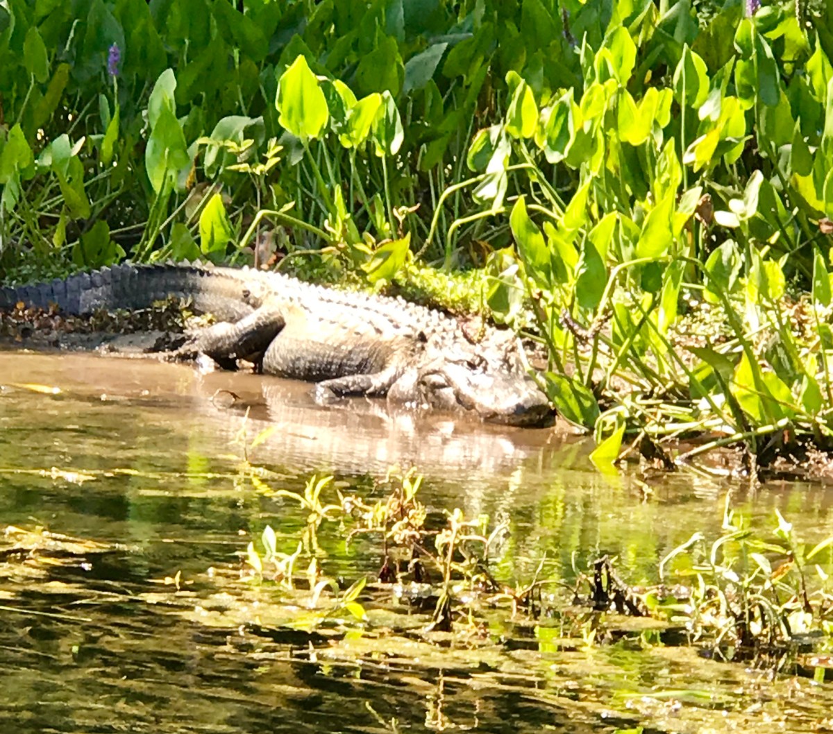 Natural Florida on a Wednesday&nbsp;Morning