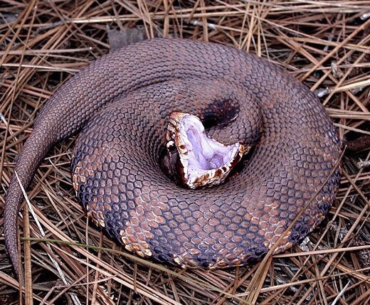 Lessons Learned from a&nbsp;Snake