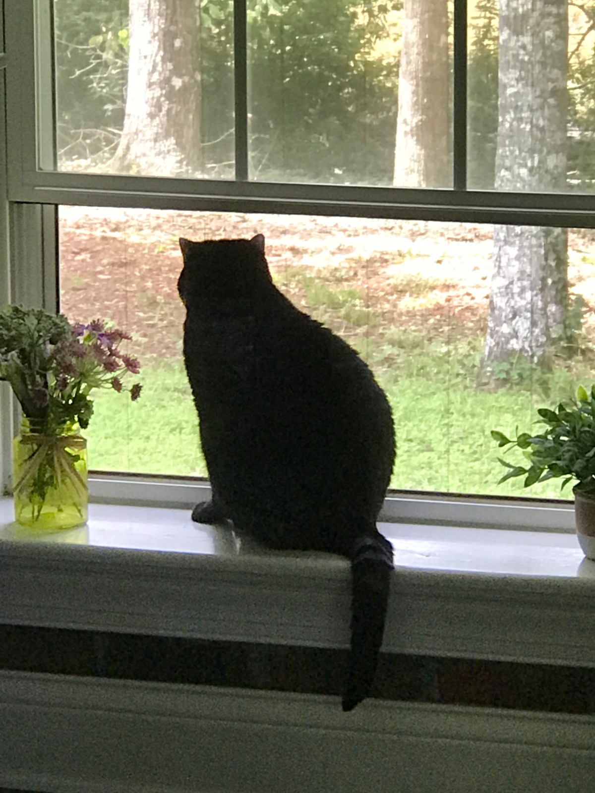 For the Love of&nbsp;Cat