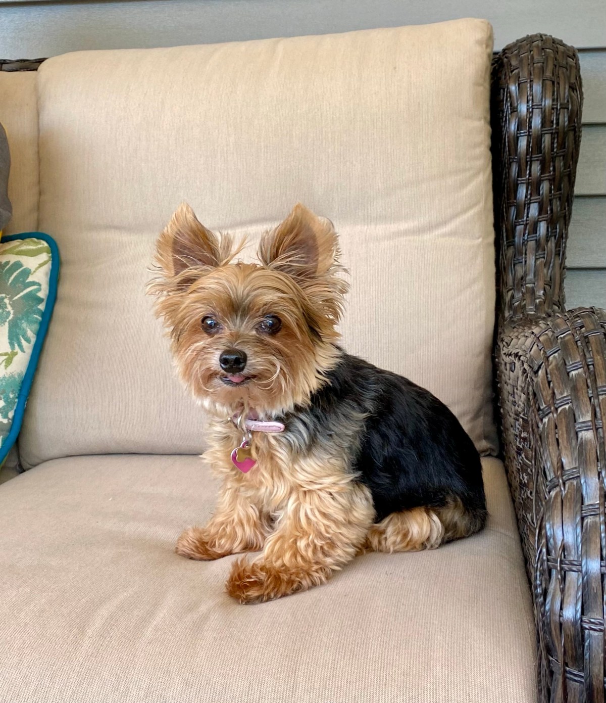 In a Perfect World, This Would be my&nbsp;Dog